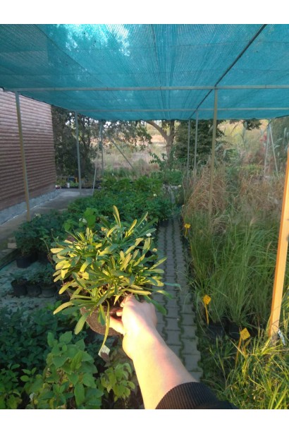 Айстра альпійська Глорія - 3л/вис.10-15смØ20-25см